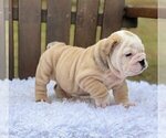 Small Photo #1 Bulldog Puppy For Sale in PROVIDENCE, RI, USA