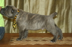 Small Photo #8 Cane Corso Puppy For Sale in MONTVILLE, OH, USA