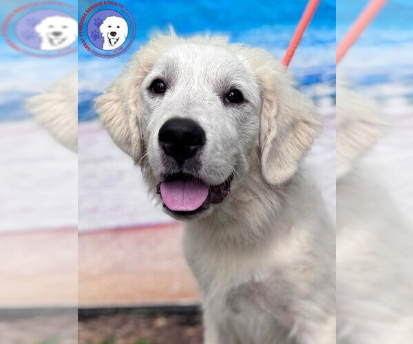 Medium Photo #1 Great Pyrenees Puppy For Sale in Spring, TX, USA