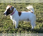 Small Photo #4 Jack Russell Terrier Puppy For Sale in APPLE GROVE, WV, USA