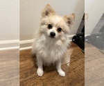 Small Photo #1 Pomeranian Puppy For Sale in BRENTWOOD, CA, USA