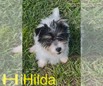 Small #1 Biewer Terrier