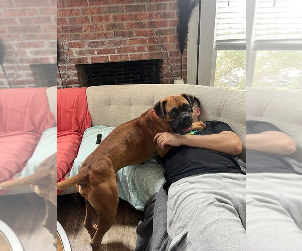 Medium Photo #4 Boxer Puppy For Sale in Austin, TX, USA