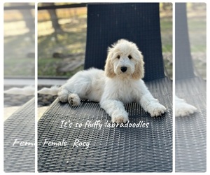 Labradoodle Puppy for sale in GROVELAND, FL, USA