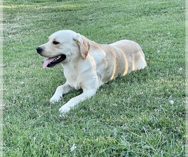 Medium Photo #1 Labrador Retriever Puppy For Sale in WASHBURN, MO, USA