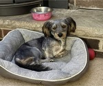 Small #2 Dachshund Mix