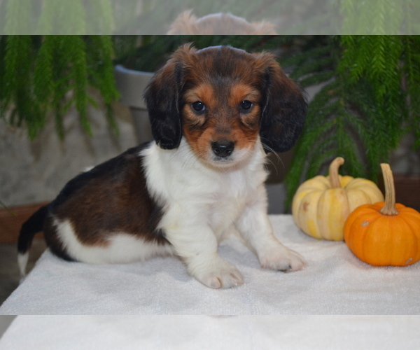 Medium Photo #1 Dachshund Puppy For Sale in GREENWOOD, WI, USA