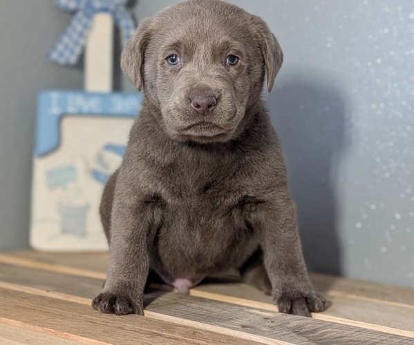 Medium Photo #36 Labrador Retriever Puppy For Sale in GOSHEN, IN, USA