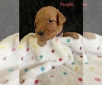 Small Photo #23 Goldendoodle Puppy For Sale in ELBERT, CO, USA
