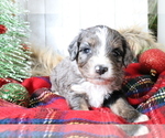 Small Photo #308 Aussiedoodle Miniature  Puppy For Sale in STAFFORD, VA, USA