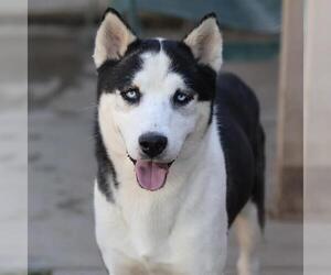 Siberian Husky-Unknown Mix Dogs for adoption in Modesto, CA, USA