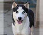 CHONCHO - Male Siberian Husky-Unknown Mix Dog for Adoption - Small photo