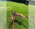 Small #1 Great Dane Mix