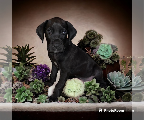 Medium Photo #2 Great Dane Puppy For Sale in WINSTON-SALEM, NC, USA