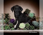 Small Photo #2 Great Dane Puppy For Sale in WINSTON-SALEM, NC, USA