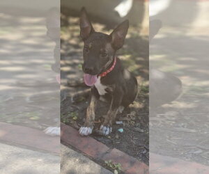 Skweekers - Male Labrador Retriever-Unknown Mix Dog for Adoption - Photo #2