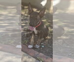 Small Photo #2 Labrador Retriever-Unknown Mix Puppy For Sale in The Woodlands, TX, USA