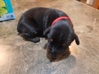 Small Photo #4 Doberman Pinscher Puppy For Sale in HIGH SPRINGS, FL, USA