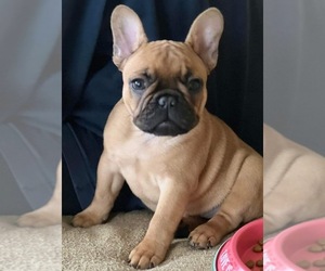 French Bulldog Puppy for sale in DOUSMAN, WI, USA