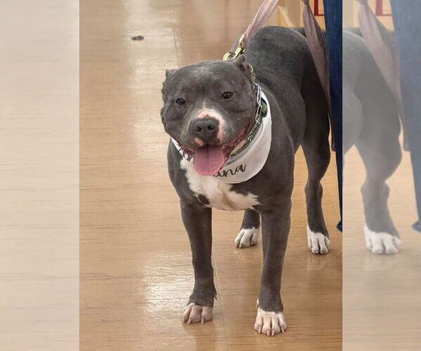 Medium Photo #9 American Pit Bull Terrier Puppy For Sale in GILBERTS, IL, USA