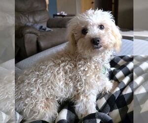 Bichon Frise-Unknown Mix Dogs for adoption in St. Louis Park, MN, USA