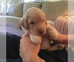 Small Photo #8 Goldendoodle Puppy For Sale in TERRY, MS, USA