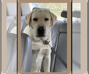 Father of the Labrador Retriever puppies born on 08/01/2025