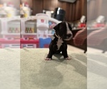 Small Photo #12 Great Dane Puppy For Sale in LEANDER, TX, USA