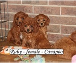 Small #2 Cavapoo