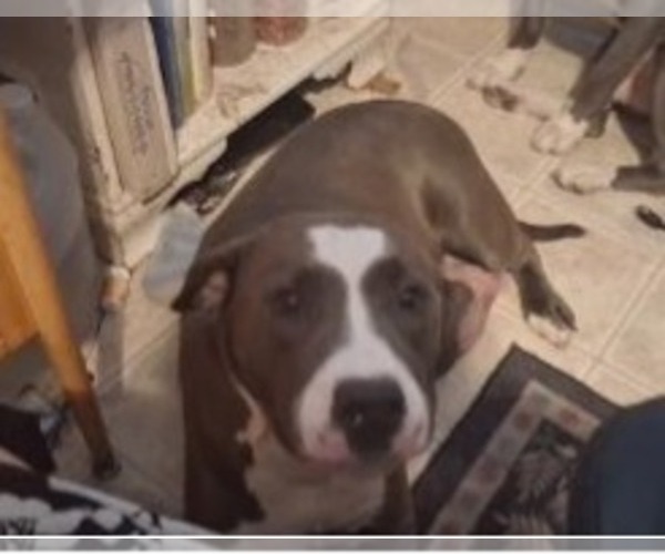 Medium Photo #1 American Pit Bull Terrier Puppy For Sale in DANNEBROG, NE, USA