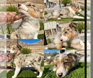 Border Collie Puppy for Sale in NEWPORT BEACH, California USA