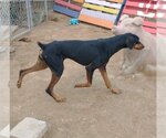 Small Photo #12 Doberman Pinscher Puppy For Sale in Apple Valley, CA, USA