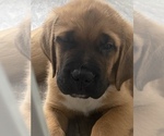 Puppy 1 Mastiff-Saint Bernard Mix