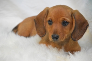 Dachshund Puppy for sale in OSKALOOSA, KS, USA