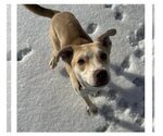 Small Photo #2 Bulldog-Huskies  Mix Puppy For Sale in Stephens City, VA, USA