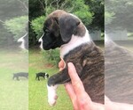 Small Photo #7 Boxer Puppy For Sale in CHESTERFIELD, SC, USA