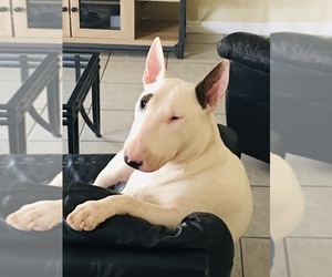 Bull Terrier Puppy for sale in HENDERSON, NV, USA