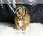 Small #2 YorkiePoo
