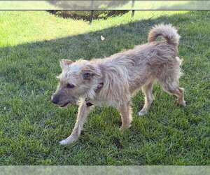 Puppy aka Catniss - Female Border Terrier-Cairn Terrier Mix Dog for Adoption - Photo #2