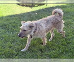 Small #1 Border Terrier-Cairn Terrier Mix