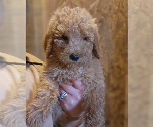 Goldendoodle-Poodle (Miniature) Mix Puppy for sale in WINSTON SALEM, NC, USA