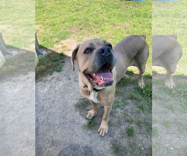 Medium Photo #14 Mutt Puppy For Sale in Virginia Beach, VA, USA