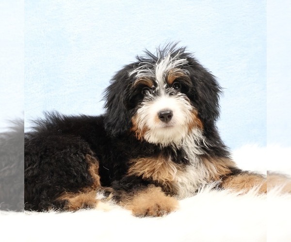 Medium Photo #3 Bernedoodle (Miniature) Puppy For Sale in LIVINGSTON, WI, USA