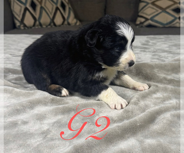 Medium Photo #31 Australian Shepherd Puppy For Sale in SALISBURY, NC, USA
