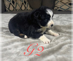 Small Photo #31 Australian Shepherd Puppy For Sale in SALISBURY, NC, USA