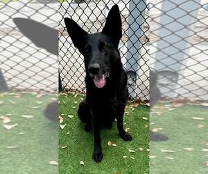 German Shepherd Dog Dogs for adoption in Naples, FL, USA