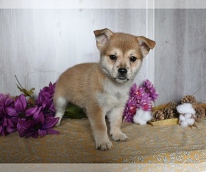Shiba Inu-Shih Tzu Mix Puppy for sale in DRESDEN, OH, USA
