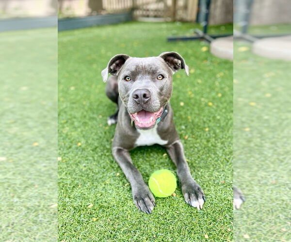 Medium Photo #3 American Pit Bull Terrier Puppy For Sale in Littleton, CO, USA