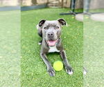 Small #2 American Pit Bull Terrier