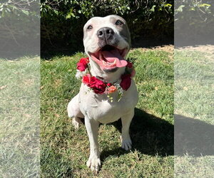 Cranberry - Female American Pit Bull Terrier-American Staffordshire Terrier Mix Dog for Adoption - Photo #12